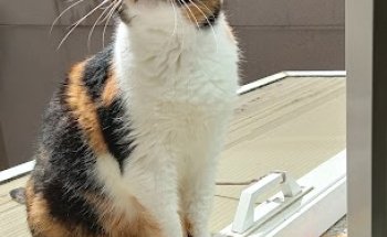 Clínica Veterinaria Coruvet