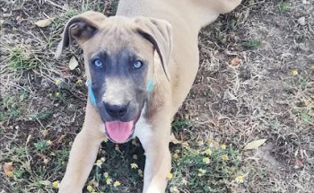 MIMOS Clínica Veterinaria