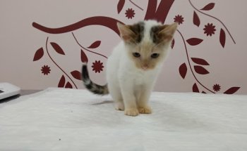 Abeiro Hospital Veterinario