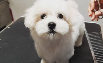 Clínica veterinaria Gaia