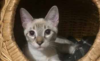 Clínica veterinaria Canis