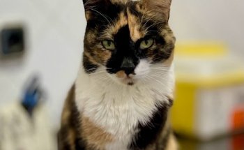 Clínica veterinaria Los Llanos