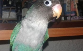 Clínica Veterinaria Al-Beitar