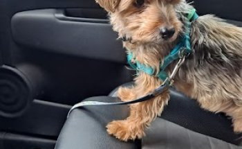 Clínica Veterinaria El Pilar