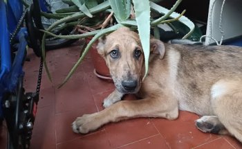 Clínica Veterinaria El Arca de Noé