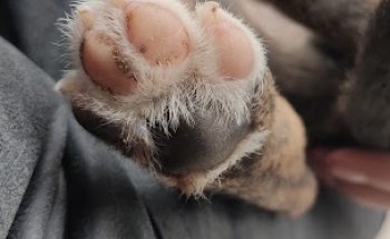 Clínica Veterinaria San Francisco