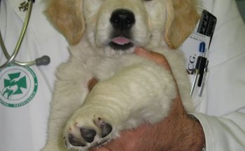 CONSULTA VETERINARIA Dr. Gerardo IBÁÑEZ SÁNCHEZ