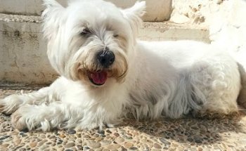 Clínica Veterinaria San Carlos