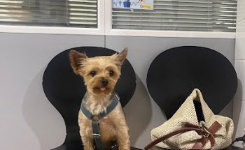 Clinica Veterinaria Alacant