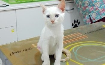 Clínica Veterinaria Felycan