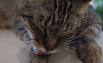 Centro Veterinario Leuka