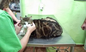 Centro Veterinario Campoamor