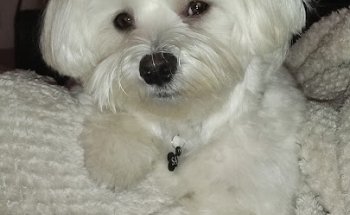 CLINICA VETERINARIA SAN GABRIEL CB