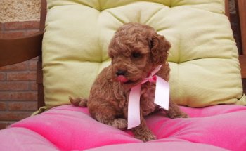 Centro Veterinario Vistahermosa