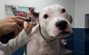 Clínica Veterinaria Jeremías