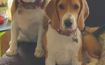 Clinica Veterinaria Voramar Golf