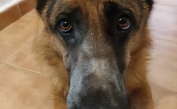 Clínica veterinaria Santo Domingo