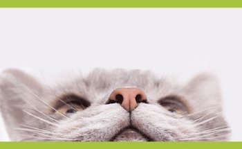 Clínica Veterinaria Bulevar