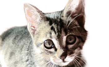 Centro Veterinario Esperanza Ribes