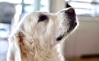 Clinica Veterinaria Santa Olalla