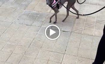 Hospital Veterinario Nueva Andalucía