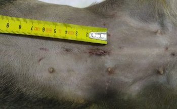 Centro Veterinario Elsur