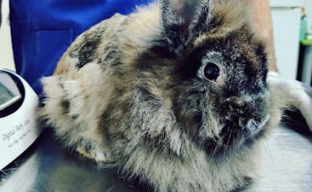 Clinica Veterinaria Oliveros (veterinario Almería)