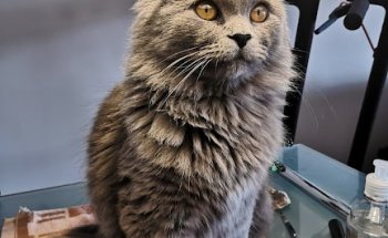 Clinica Veterinaria Zapillo