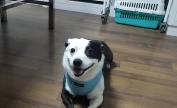 Centro Veterinario LOS ANGELES