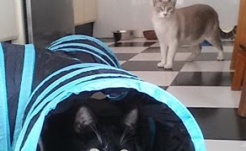 HOSPITAL VETERINARIO GUIL GALINDO