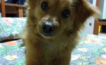 Centro Veterinario Puerta de Purchena