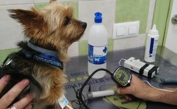 Clínica Veterinaria Alquián