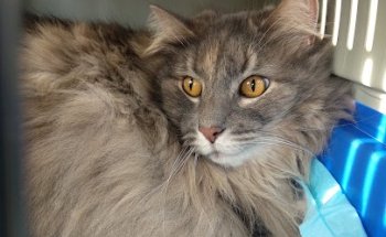 Clinica Veterinaria Pedigree