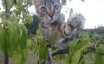 Clínica Veterinaria Ciudad de Badajoz