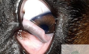 Raquel Mejías Oftalmología Veterinaria