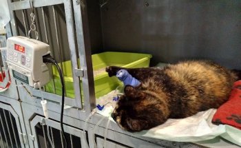 Hospital Veterinario Montjuïc