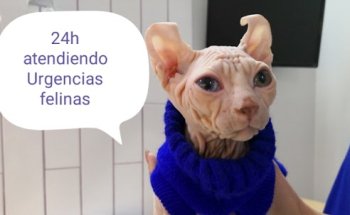 CLINICA FELINA BARCELONA