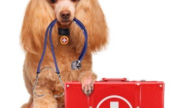 Veterinario A Domicilio