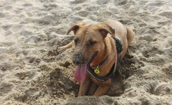 Clínica Veterinària Sagrada Família