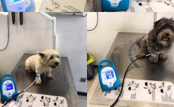 CLÍNICA VETERINÀRIA CORVET