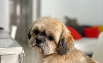 Clínica Veterinaria Dogtor Barcelona