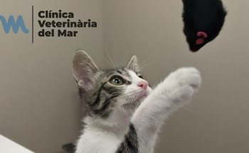Clínica Veterinaria del Mar - Sicília