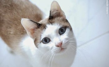 Clínica Veterinària Alpha