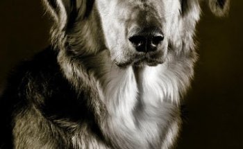 CLÍNICA VETERINARIA 20 ABRIL