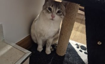 Centro Veterinario Teresa Jornet - Veterinarios de Urgencias Burgos