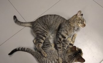 Clinica Veterinaria La Castellana