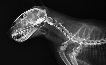 Clínica Veterinaria Fisac Ferrández