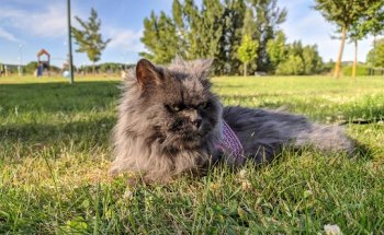 Clínica Veterinaria Gamonal