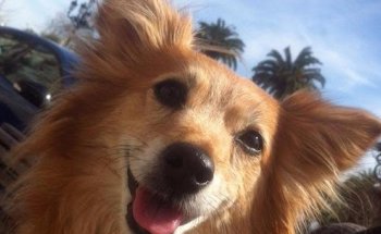 Clínica Veterinaria Prada