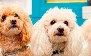 Hospital Veterinario Burgos